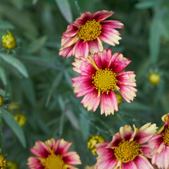 Close-up Of Various Flowers Blooming Outdoors