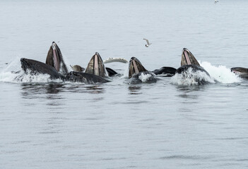 Bubblenet feeding humpback whales in South East Alaska
