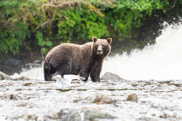 Naklejka na ściany i meble Coastal Brown bears in a stream near Freshwater Bay in South East Alaska