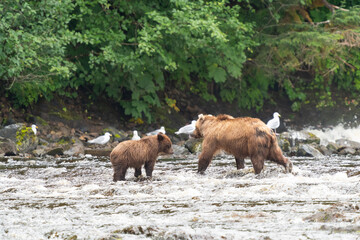 Coastal Brown bears in a stream near Freshwater Bay in South East Alaska