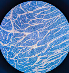 photo of smooth muscle tissue underr the microscope