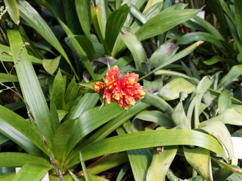 Guzmania rubrolutea, plante tropicale du genre bromeliaceae &agrave; fleurs jaune rougeatre tubuleuses group&eacute;es en &eacute;pis, aux feuilles basales, arqu&eacute;es, vertes, lin&eacute;aires et nervur&eacute;e