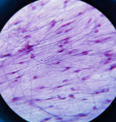 photo of loosen connective tissue underr the microscope