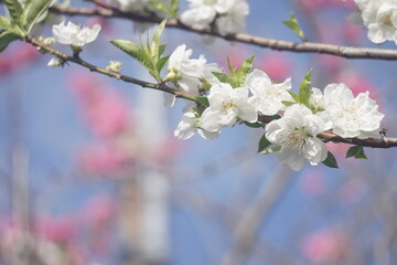 桃の花