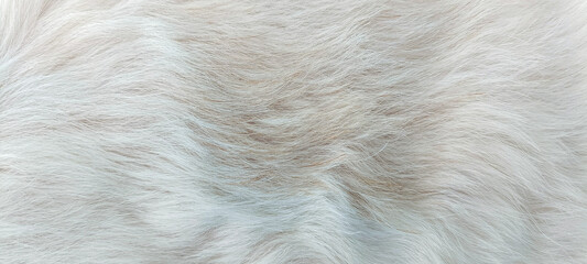 White dog fur background texture close-up beautiful abstract pattern