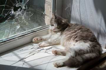 The window was damaged by the explosion. The cat is sleeping on the windowsill.