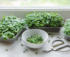 Assortment of micro greens on  table
