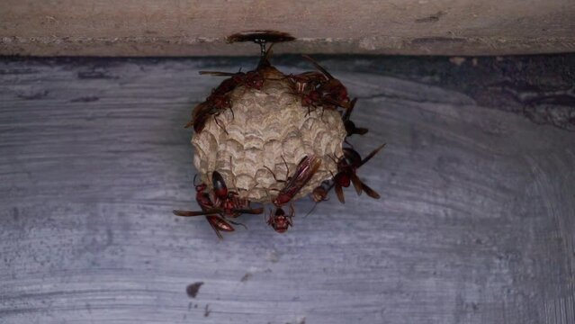 A colony of vespid wasps on their nest on the roof of the building.  Vespa velutina - building a nest
