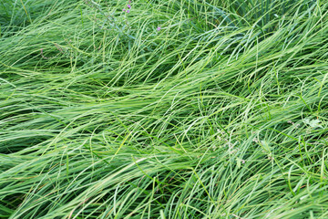 Green weed blue fescue closeup