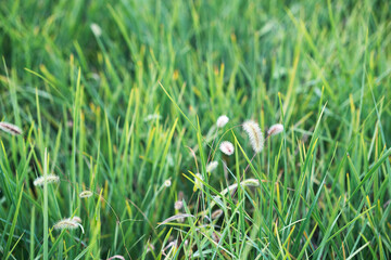 Close-up of dog's tail grass in ryegrass