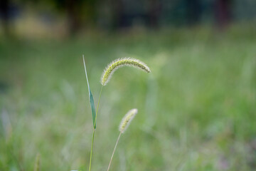 autumn dog's tail grass spikes