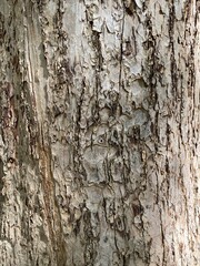 Tree barks of the tree trunks, Ueno park Tokyo year 2022