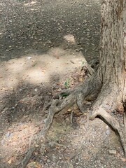 The roots of the dry wooden trunk at the park of Ueno Tokyo Japan, year 2022