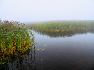 High green grass and lake in a cool fog. Selective focus. Beautiful nature scenery. Warm and cool color. Nobody.