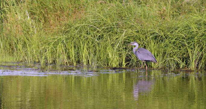Gray heron hunts for fish and frogs in the swamp.