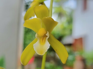 'Cymbidium aloifolium' is a type of wild orchid. long flower bouquet This flower looks like albino.