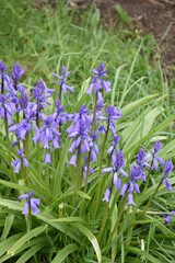 Cluster of Flowering Bluebells in a Springtime Garden