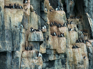 Thick-billed Murres colony at Alkefjellet bird cliff. Home to over 60,000 pairs of Brunnichs Guillemots. Hinlopen, Spitsbergen, Svalbard archipelago, Norway