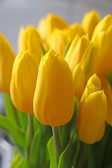 Yellow blooming tulips in a bouquet in a vase.