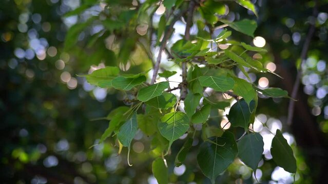 Close-up ficus religiosa or pipal 