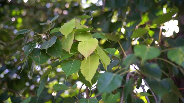 Close-up ficus religiosa or pipal 