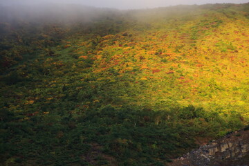 日の当たる木々