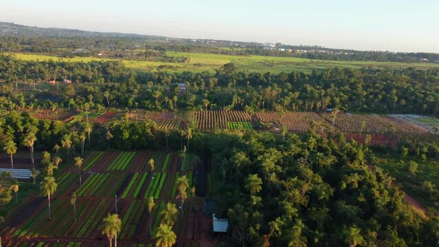 Aerial: plantation fields the outskirts of Asuncion, Paraguay.