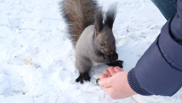Senior adults feeding a little funny squirrel in the park in spring. Wild animals, lend a hand theme. Close up. 