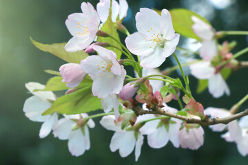 Young flowering branch of cherry or apple tree in the garden in spring.