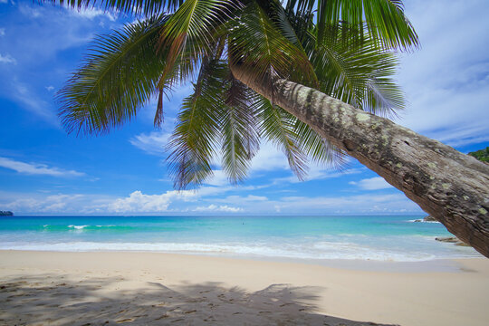 Coconut tree leaf shadows sandy clouds good summer. Palm seaside resort. Beach sea sky sun. Tropical Palm tree island summer paradise. Text space area. no people.