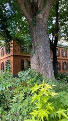 Beautiful campus of the University of Tokyo Fine Arts, year 2022 from the street of Tokyo walk