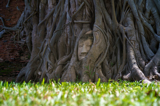 The head is shaped at the root of the pipal tree at Wat Phra Mahathat, Ayutthaya, Thailand
