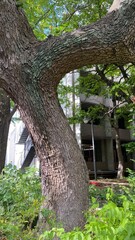 Fototapeta premium Beautiful tree trunks on the street of Tokyo year 2022