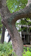 Beautiful tree trunks on the street of Tokyo year 2022