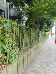The iron fence full of ivy, the exterior sidewalk of the university in Tokyo, The Tokyo University of Arts, “Geidai”.  Year 2022
