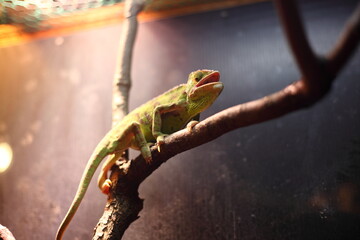 水族館のカメレオン　 © saiyan8