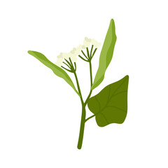Hand drawn vector illustration of linden flowers, source of delicious honey and a fragrant herbal tea ingredient, on transparent background.