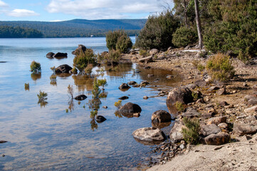 Lake St Clair Australia, view of waters edge with stunted trees and  rocks 