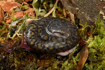 hatching Wagner's viper // Schlupf einer 