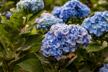 Photo of hydrangea flower field