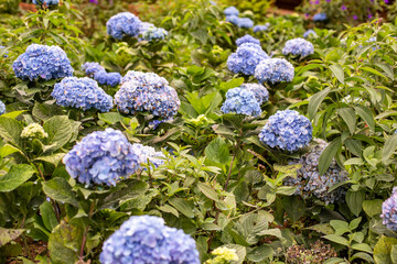 Photo of hydrangea flower field