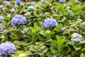 Photo of hydrangea flower field