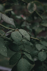 Leaves with water droplets