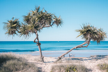 palm tree on the beach