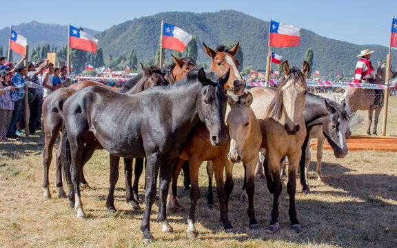 potrillos y potrancas de equinos chilenos en feria tradicional chilena