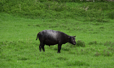 Fat Black Sheep in a Grass Field