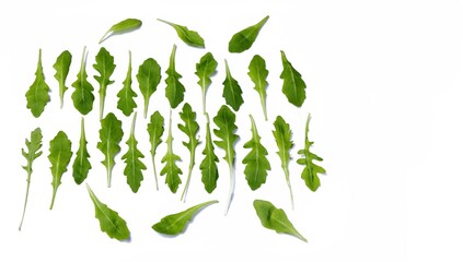  Isolated leaves of aromatic culinary plant used in cooking called arugula on white background copy space