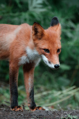 Naklejka na ściany i meble Portrait of a young fox in the wild