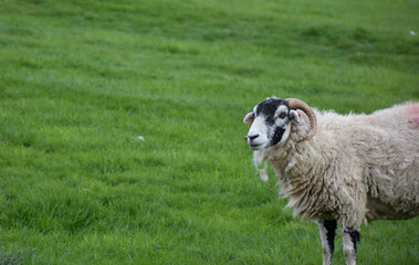 Fototapeta premium Sheep With Curved Horns in a Pasture