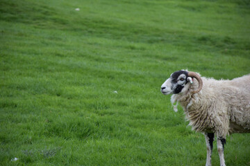 Fototapeta premium Horned Ram Standing in a Grass Pasture